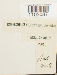 Syntrichia ruralis image