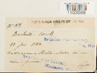 Syntrichia ruralis image