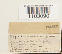 Syntrichia ruralis image