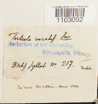 Syntrichia ruralis image