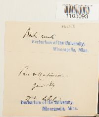 Syntrichia ruralis image