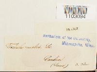 Syntrichia ruralis image