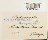 Syntrichia ruralis image