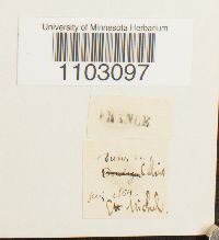 Barbula ruraliformis image