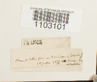 Barbula ruraliformis image