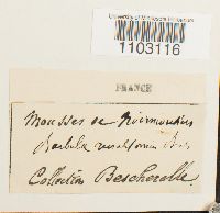 Barbula ruraliformis image