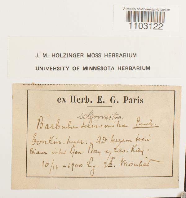 Barbula scleromitra image