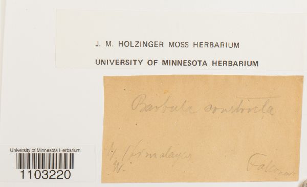 Barbula constricta image