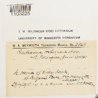 Bartramia halleriana image