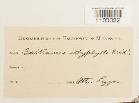 Bartramia ithyphylla image