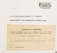 Bartramia ithyphylla image