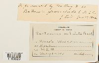 Bartramia ithyphylla image