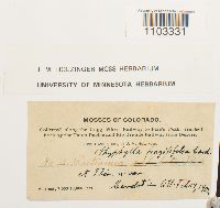 Bartramia ithyphylla image