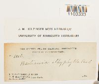 Bartramia ithyphylla image