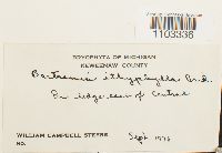 Bartramia ithyphylla image