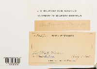 Bartramia ithyphylla image