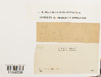 Bartramia ithyphylla image