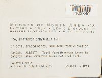 Bartramia ithyphylla image