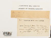 Bartramia ithyphylla image