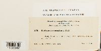 thumbnail image of current specimen