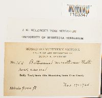 Bartramia microstoma image