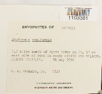 Thumbnail image of current specimen