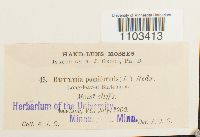 Bartramia pomiformis image