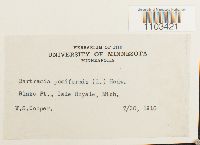 Bartramia pomiformis image