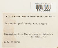 Bartramia pomiformis image