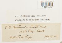 Bartramia stricta image