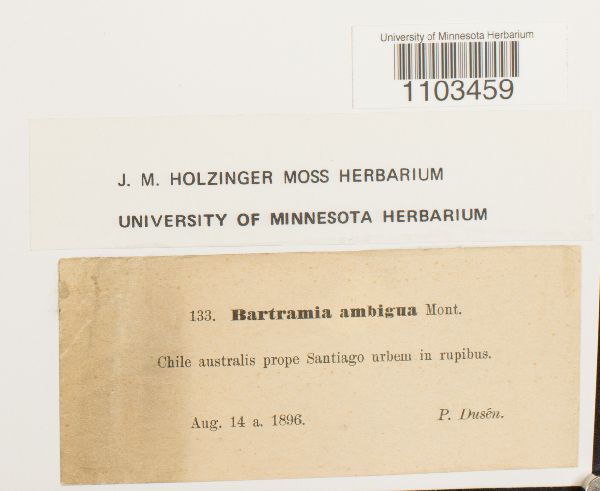 Bartramia ambigua image