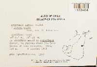 thumbnail image of current specimen