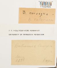 Bartramia halleriana image