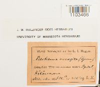 Bartramia halleriana image