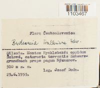 Bartramia halleriana image