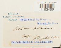 Bartramia halleriana image