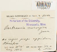 Bartramia halleriana image