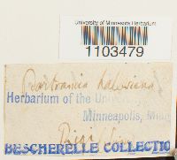 Bartramia halleriana image