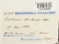 Bartramia halleriana image