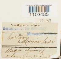 Bartramia halleriana image