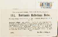 Bartramia halleriana image