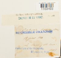 Bartramia halleriana image