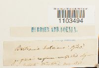 Bartramia halleriana image