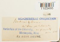 Bartramia halleriana image