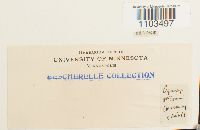 Bartramia halleriana image