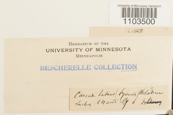 Bartramia halleriana image