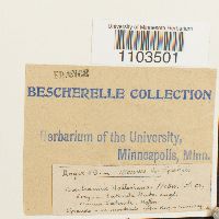 Bartramia halleriana image