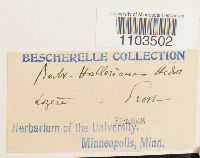 Bartramia halleriana image
