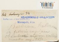 Bartramia halleriana image