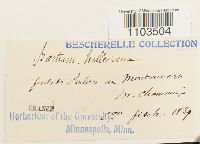 Bartramia halleriana image